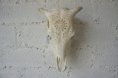 Real Cow Skull Carving 002