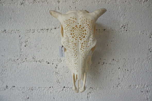 Real Cow Skull Carving 002